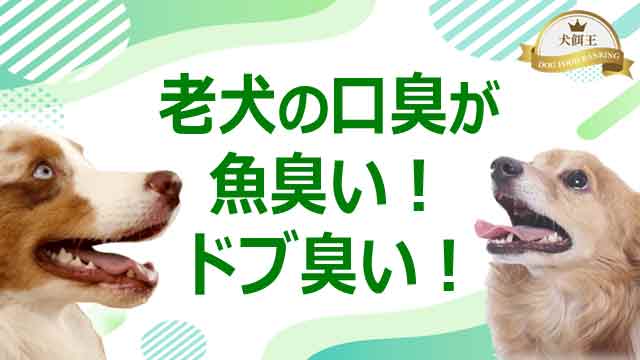 老犬の口臭が魚臭い！ドブ臭い！ひどい原因と改善方法とは！