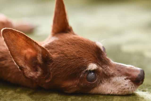 まとめ：犬の目が青白いときの対応と予防のすべて