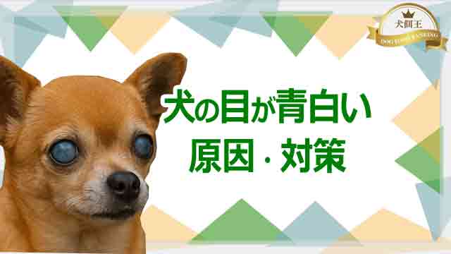 犬の目が青白いのは？原因・対策・受診の目安を徹底解説！