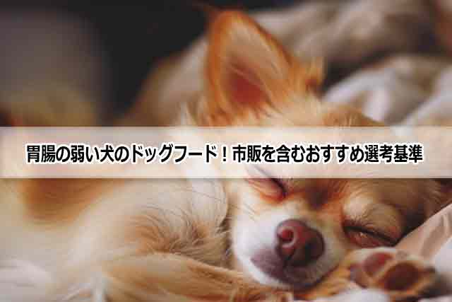 胃腸の弱い犬のドッグフード！市販を含むおすすめ選考条件