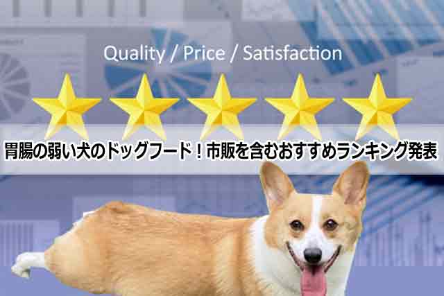 胃腸の弱い犬のドッグフード！市販を含むおすすめランキング発表