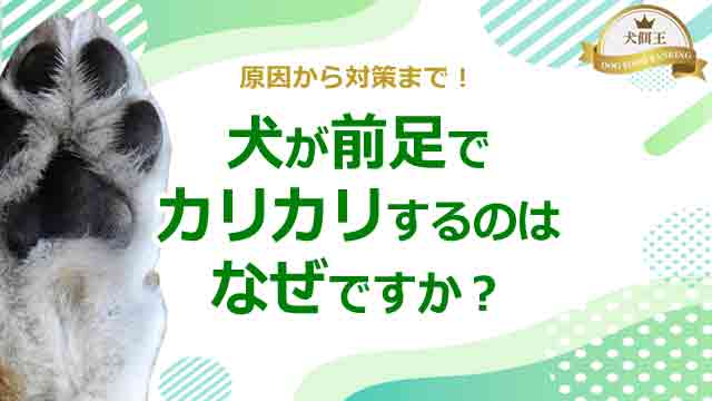 犬が前足でカリカリするのはなぜですか?原因から対策まで!