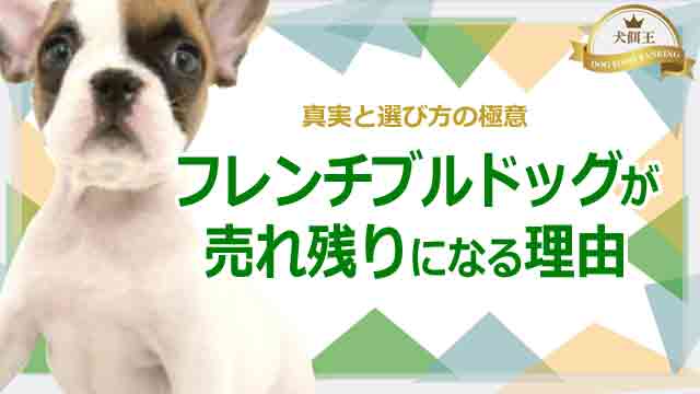 フレンチブルドッグが売れ残りになる理由とは！真実と選び方の極意