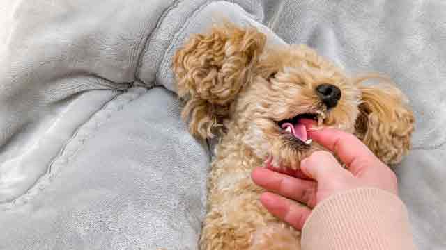 ジェルネイルを犬が舐めたときのリスクとは？