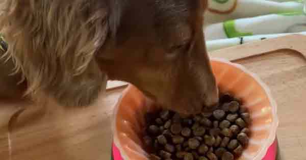 便の状態・消化に関する口コミ