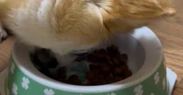 食いつきに関する口コミ