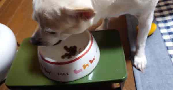 原材料への評価と安全性の口コミ