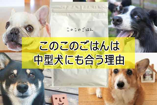 このこのごはんは中型犬にも合う理由