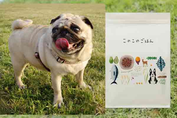 このこのごはんでダイエットは本当に成功できるのか