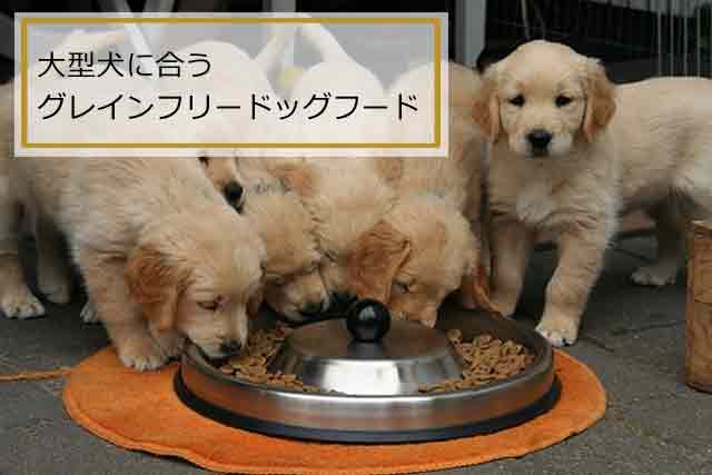 大型犬ドッグフードグレインフリーTOP2 ネルソンズドッグフード 定期1袋 8,938円 15%OFF・5kg入り ネルソンズドッグフード 詳細 カナガンドッグフード 定期1袋 2,519円 初回1袋50%OFF カナガンドッグフード 詳細 大型犬に合うグレインフリーのドッグフードの条件