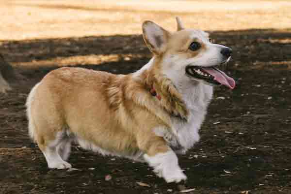 長生きする犬の特徴の応用実践編