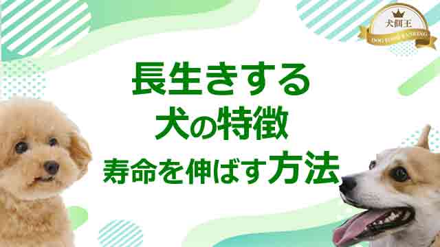 長生きする犬の特徴|今日から実践する健康寿命を伸ばす方法