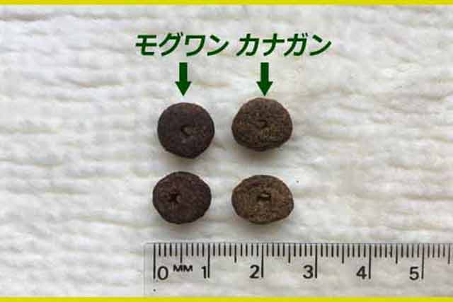モグワンとカナガンで粒の大きさの違いで比較