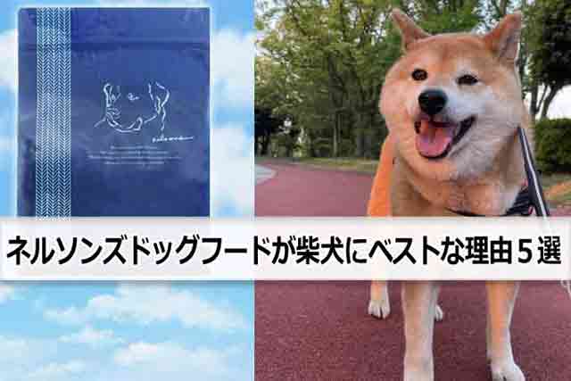 ネルソンズドッグフードが柴犬にベストな理由５選！