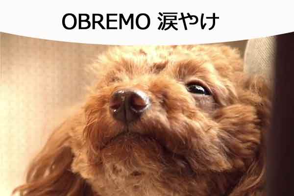 OBREMO(オブレモ)涙やけでお試しするには