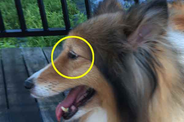 オブレモ涙やけなし