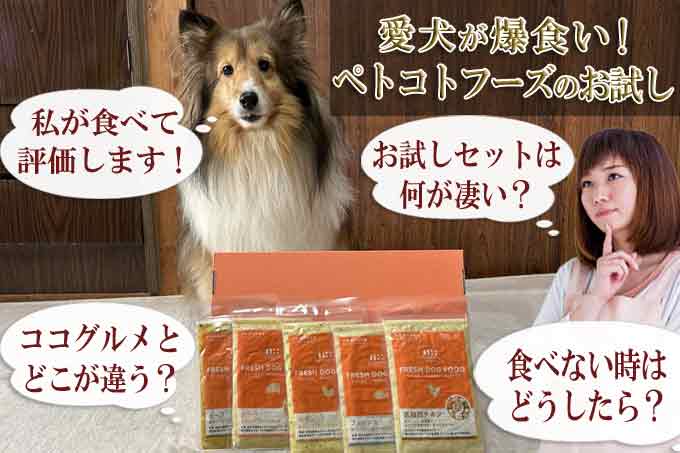 愛犬が変わる！ペトコトフーズのお試しで歓喜のレビュー公開！