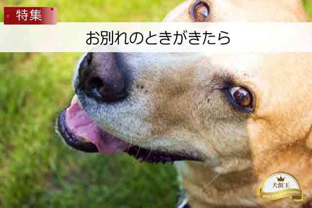 犬とお別れの時がきたら必要なこと